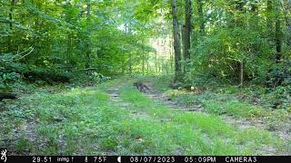 A racoon mom 3 babies