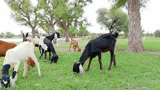 Thar desert after rains