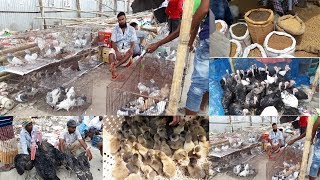 fancy pigeon market | pigeon videos | Pigeons Market.Net | Pigeon Market In Bangladesh | কবুতরের হাট