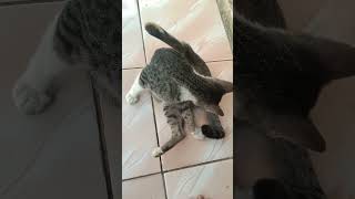 kucing lucu lgi santai #shorts