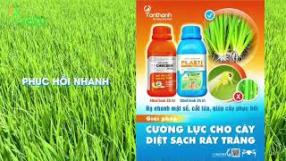 [CMCS] Hiệu quả của giải pháp TT Checker 270SC + Plastimula 1SL. #tanthanhco #youtubeshorts