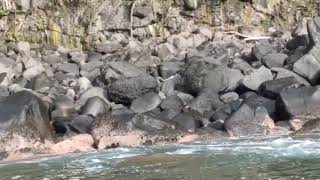 🐒 Monkeys are Playing Near the Ocean 🌊- Mauritius