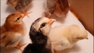 Chickens - Day 4