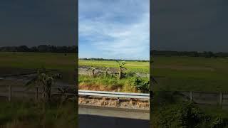 GREEN VAST RICE FIELD #shorts