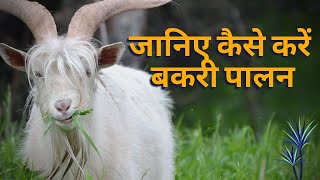 जानिए कैसे करें बकरी पालन सही तरीके से || Become a Successful Goat Farmer & Making Maximum Profit