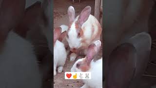 it's beautiful ❤️ #bunnies #pets #shorts #viral