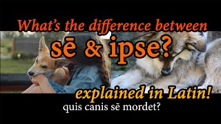 sē vs. ipse | Explained in Latin-only comprehensible input