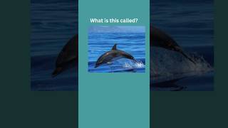 Can you guess these Sea animals in English? Name these sea animals|| Guess the names||Daily English