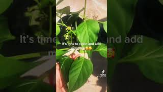 #gardening #happy #jalapeño #strawberry #florida #okra #tomato #beefsteak #heybaby