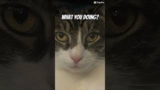 Heyyyyy #cats #cat #kitty #kittycat #funnycat #funny #catcat #catlover #mycat #shortvideo #shorts