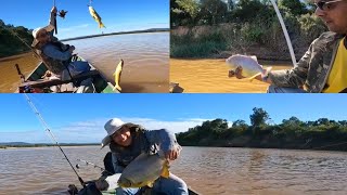 piranha, caranha e mandi essa pescaria rendeu