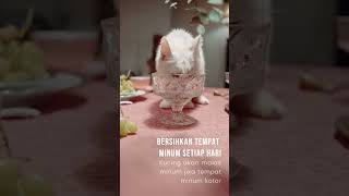 tips untuk kucing kamu yang malas untuk minum hehe