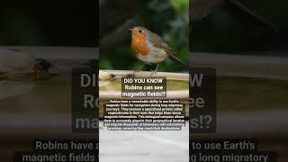 Did you know robins can see magnetic fields?! #birding #didyouknow