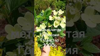 Гортензии в продаже WhatsApp 9379901101 #гортензии#метельчатаягортензия #цветы#дача#купитьсаженцы