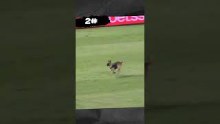 4 times animals invaded a football field!