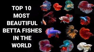 TOP 10 MOST BEAUTIFUL TYPES OF BETTA FISHES IN THE WORLD