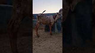 Results of Kanhaiya gir Bull // top gir breeding farm in haryana Naloi