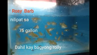 Nilipat ko ang Rosy Barb ko sa 75 Gallon dahil sa bagyong rolly