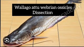 ||Wallago attu webrian ossicles Dissection ||BSc zoology practical ||