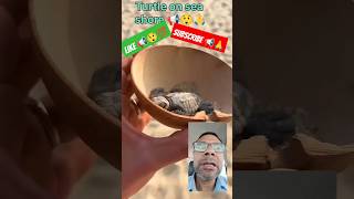 Girl Free TURTLE on Sea Shore📢🙏🤗 कछुये समुंद्र के किनारे#shorts#ytshorts#shortsfeed #viral#turtle