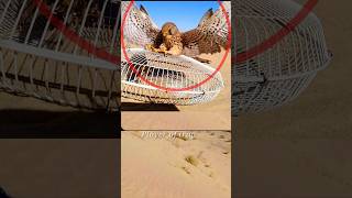 Pigeon trap : best bird trap-catching bird-#shorts-#youtubeshorts-#ytshorts