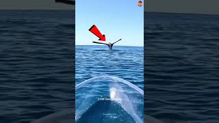 Don't go near a whale doing this 🐳