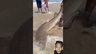 Pemancing ini dapat ikan hiu hampir di gigit gaes #shark #fishing #fish #beach #ocean