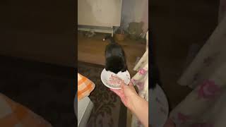 Kitty #cat goes crazy 4 real raw meat #shorts