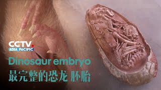 Perfectly preserved dinosaur embryo found in China｜保存最完整恐龙化石