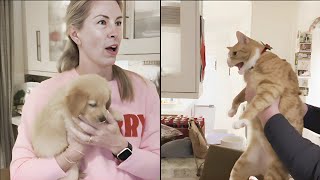 Introducing Their New Puppy Went Wrong