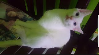 cute cat so tired. cutest vid ever!!!