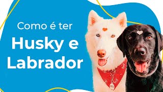 COMO É TER UM HUSKY SIBERIANO E UM LABRADOR: COMPORTAMENTO, CUIDADOS ESSENCIAIS E CURIOSIDADES