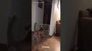 This Dog Spotted WHAT!?😱👀 #shorts #scary #viral