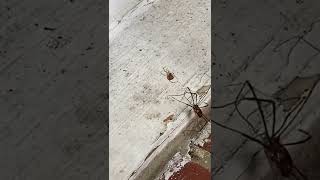 Spider Vs. Spider