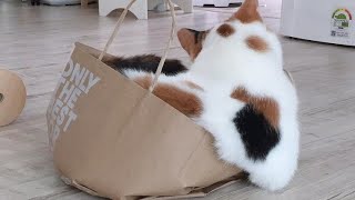 😂 Funniest Cats and Dogs Videos 😺🐶 || 🥰😹 Hilarious Animal Compilation №408