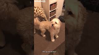 Helpful Dog Fetches Cat Before Dinner Time So Disabled Owner Doesn't Have To || Dogtooth Media