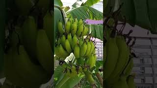 🍌 banana tree