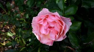 Avery Park Roses - Corvallis, Oregon