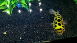 Green Spotted Puffer with Care Guide in Description