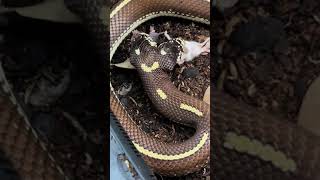 Double headed snake eating Ben and jerry! shortbeta # snake# reptile#