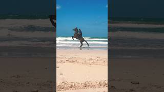 Beach horse riding Dubai #horse #equestrian #horserid #horseriders #beach #arabichorse