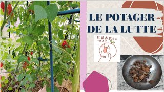 [ POTAGER] Le potager de la lutte