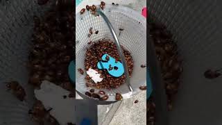 New Challenge Alert: New month, new bug and cockroach collection #shorts #gross #bug