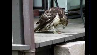 Lunch with a wild red tailed hawk