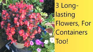 (Video 52) Marathon Flowers That Would Brighten Any Garden! | Long-Blooming, Lasting Flowers.