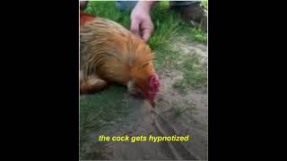 Cock #shorts  #virals