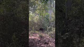 Wild boar spotted while trekking #wildboar #wildlife #animals #nature