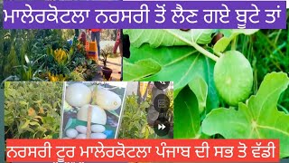 nursery tour, Malerkotla famous plants nursery plants ,ਮਾਲੇਰਕੋਟਲਾ ਬੂਟਿਆ ਦੀ ਨਰਸਰੀ,nursery plants