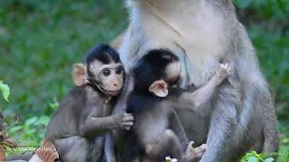 Top 2 Little Monkey Babies, So Cool, Love Them As Your Pets, Daily Monkeys Man#1217