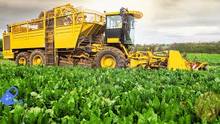 Arkansas Rice Harvest with Powerful Agriculture Machines in Action